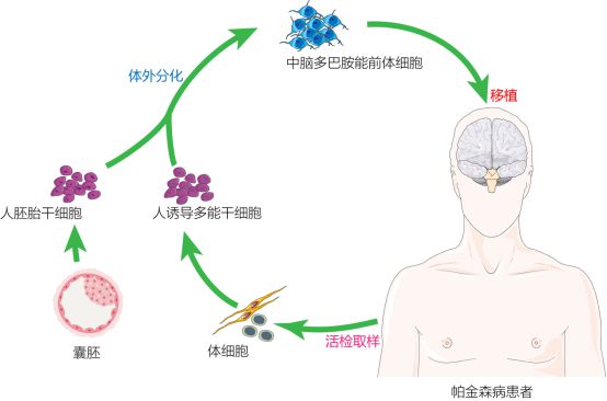 復旦校友領航，躍賽生物獲數千萬元天使輪融資，深耕干細胞治療新賽道